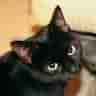 Aaron